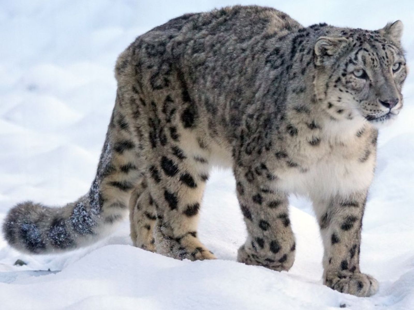 Snow Leopard Winter Wilderness Expedition